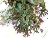 Cladonia crispata var. crispata image