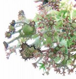Cladonia crispata var. crispata image