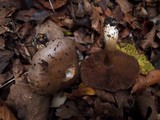 Cortinarius infractus image