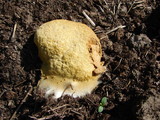 Fuligo septica image