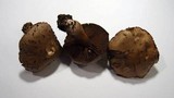 Cortinarius infractus image