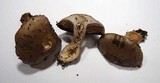 Cortinarius infractus image