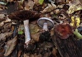 Cortinarius rufo-olivaceus image