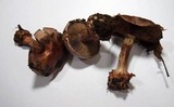 Cortinarius rufo-olivaceus image