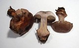 Cortinarius rufo-olivaceus image