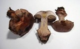 Cortinarius rufo-olivaceus image