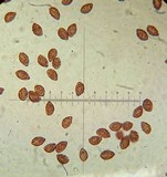 Cortinarius rufo-olivaceus image