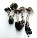 Cortinarius evernius image