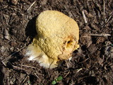 Fuligo septica image