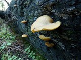 Tricholomopsis decora image