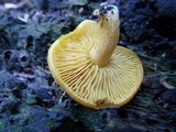 Tricholomopsis decora image