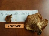 Tricholomopsis decora image