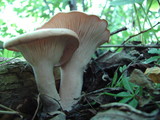 Lepista irina image