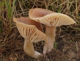 Hygrocybe colemanniana image