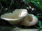 Lepista irina image