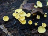 Lachnellula agassizii image