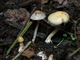 Protostropharia semiglobata image