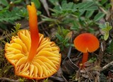 Hygrocybe calciphila image