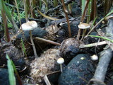 Stropharia semiglobata image
