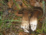 Tylopilus porphyrosporus image
