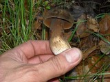 Tylopilus porphyrosporus image