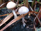 Protostropharia semiglobata image