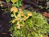 Chrysomphalina grossula image