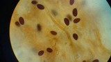 Parasola auricoma image