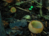 Tarzetta cupularis image