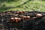 Gymnopilus luteofolius image