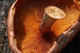 Gymnopilus luteofolius image