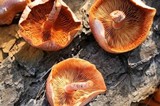 Gymnopilus luteofolius image