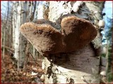 Phellinus igniarius image