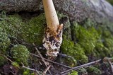 Amanita amerifulva image