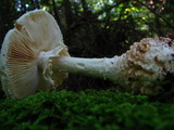 Amanita subcokeri image
