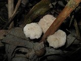 Hemimycena candida image