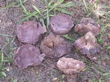 Calvatia cyathiformis image