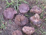 Calvatia cyathiformis image