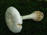 Amanita subcokeri image
