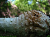 Amanita subcokeri image