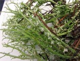 Cladonia crispata var. crispata image