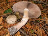 Agaricus moelleri image