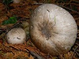 Agaricus moelleri image