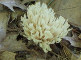 Tremellodendron pallidum image