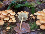 Hypholoma fasciculare var. fasciculare image