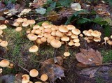 Hypholoma fasciculare var. fasciculare image