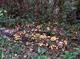 Hypholoma fasciculare var. fasciculare image