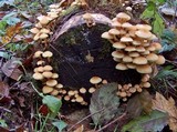 Hypholoma fasciculare var. fasciculare image