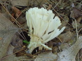 Tremellodendron pallidum image