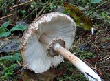 Chlorophyllum olivieri image